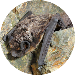 Riplinger Bat - Environmental Study